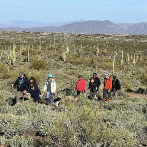 view of cacti outside of Phoenix area