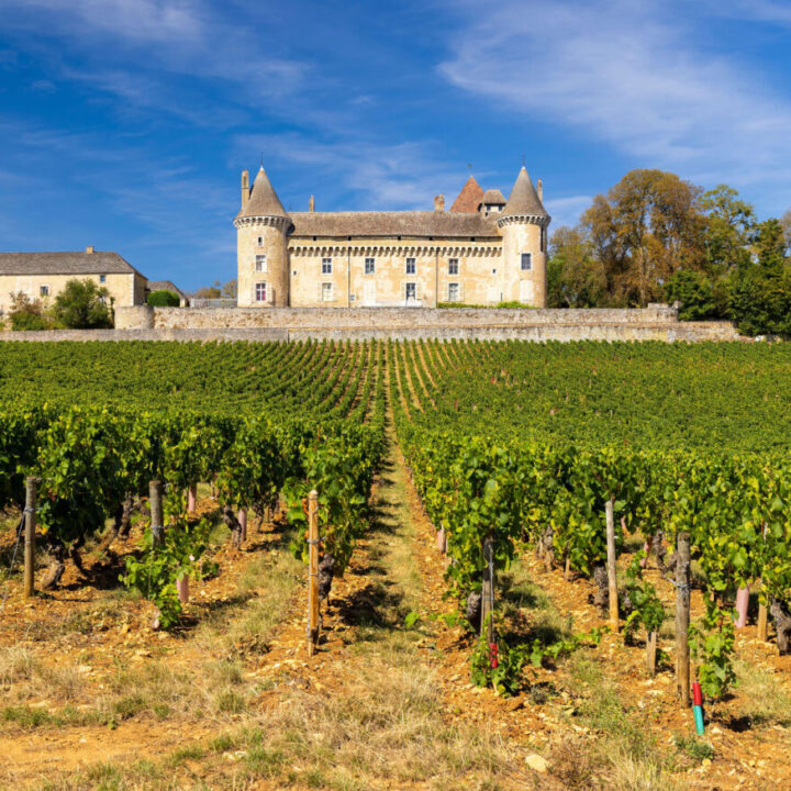 Vineyard with old buildings at the rear of the photo