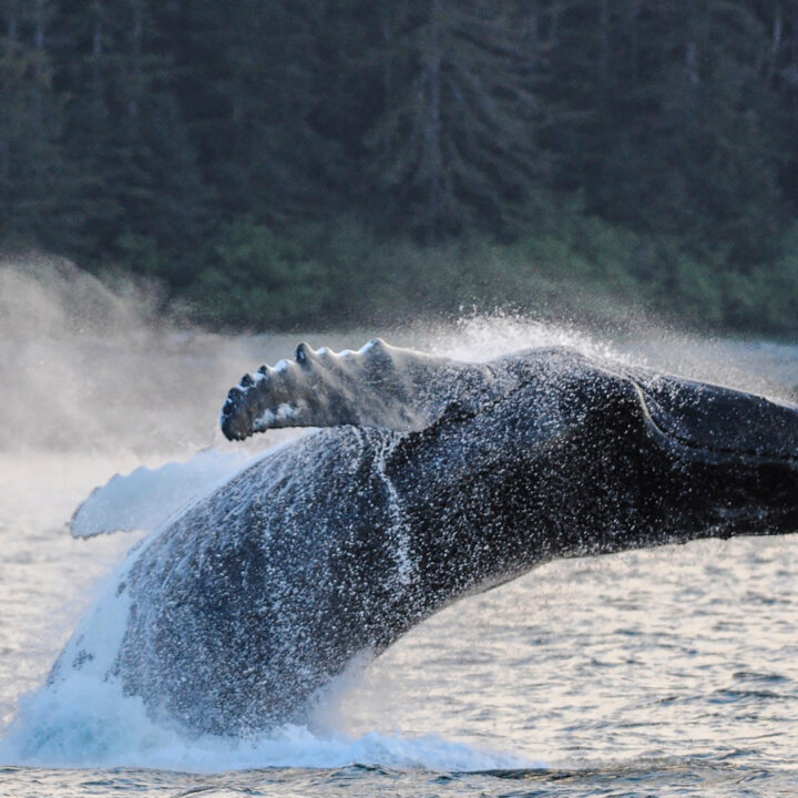 Black and white southeast Alaska whale