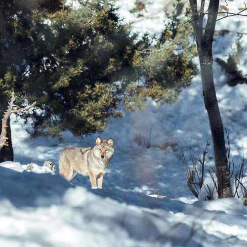 Wolf on snowy hill