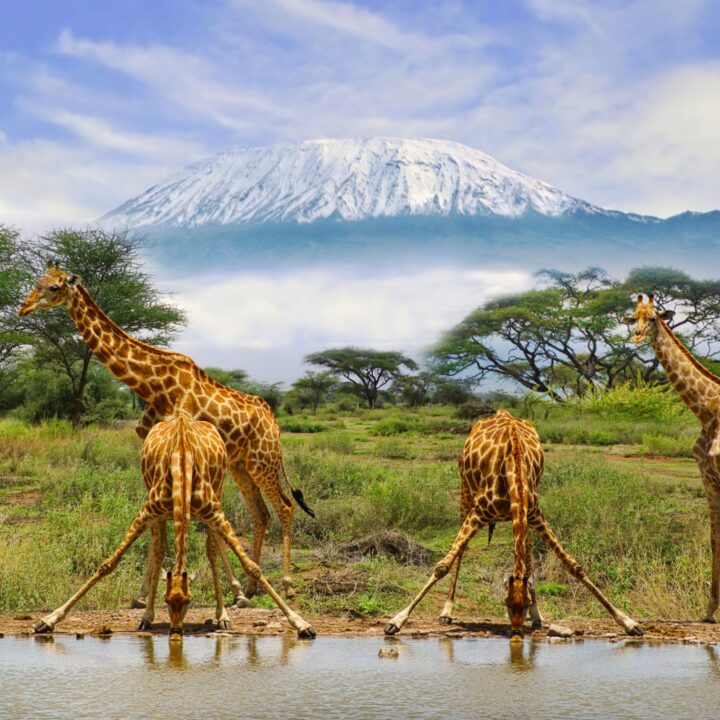 Kenya giraffes