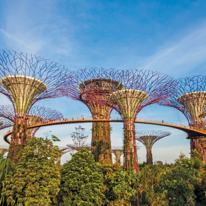 Singapore trees