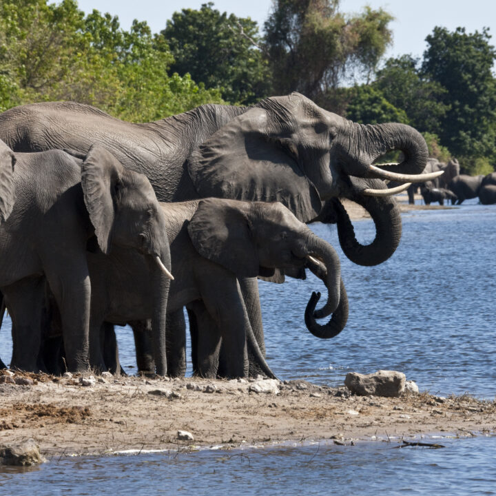 African elephants in Botswana