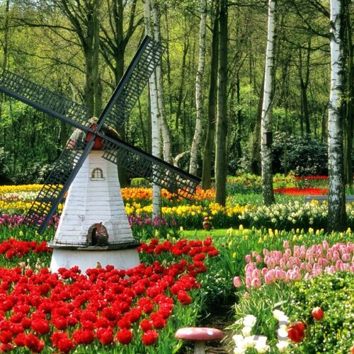 Tulips in foreground; windmill in Belgium