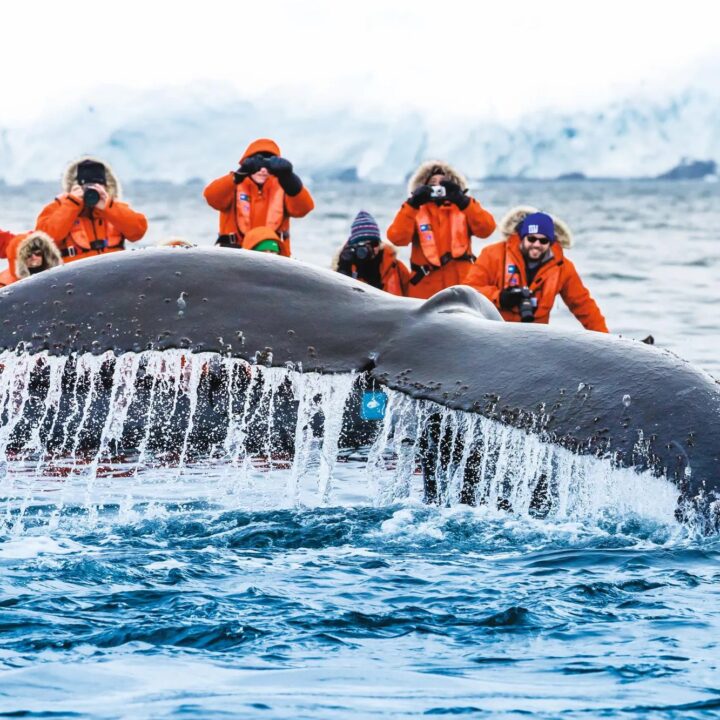 Antarctica Whale Watching